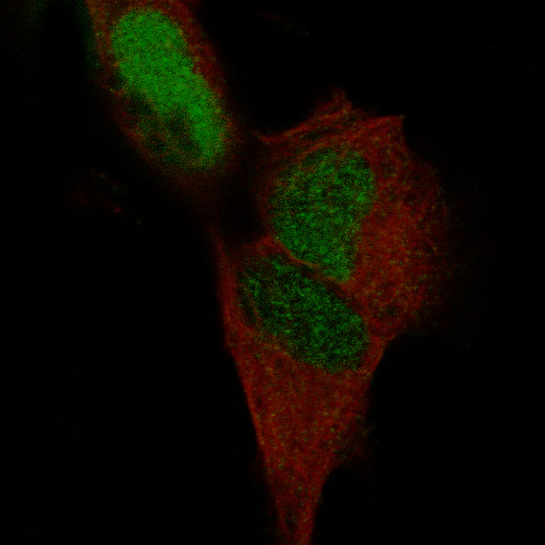 Immunocytochemistry/ Immunofluorescence - Anti-POU3F3 Antibody [CL15302] (AB327159)