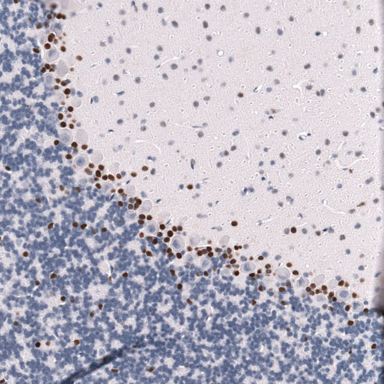 Immunohistochemistry (Formalin/PFA-fixed paraffin-embedded sections) - Anti-POU3F3 Antibody [CL15302] (AB327159)