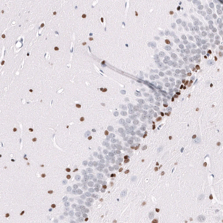 Immunohistochemistry (Formalin/PFA-fixed paraffin-embedded sections) - Anti-POU3F3 Antibody [CL15302] (AB327159)