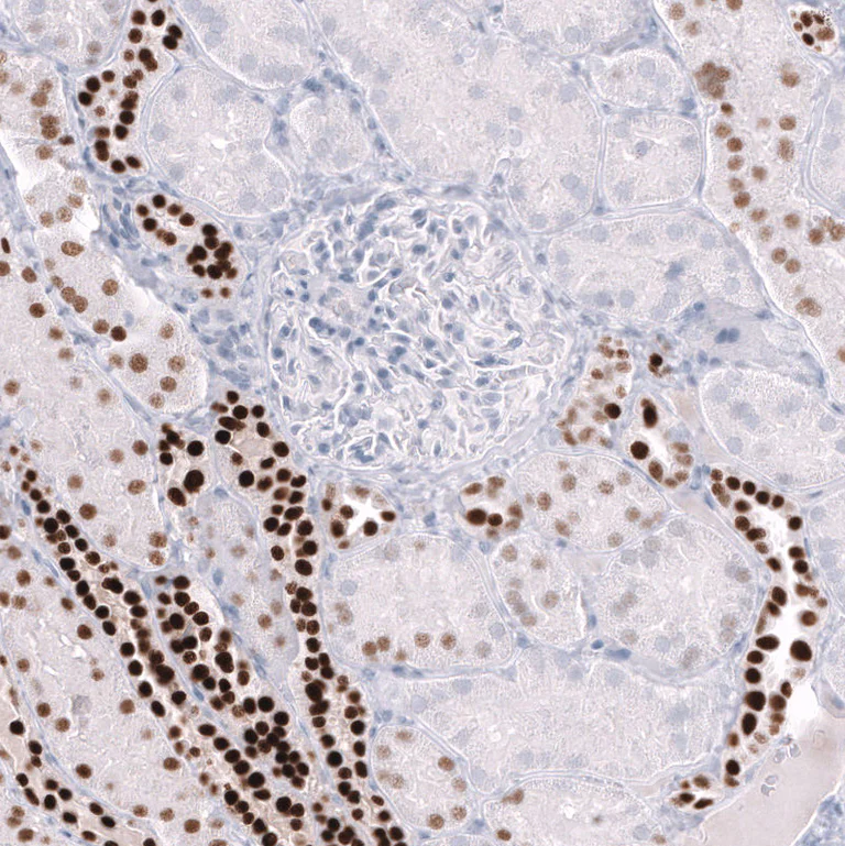 Immunohistochemistry (Formalin/PFA-fixed paraffin-embedded sections) - Anti-POU3F3 Antibody [CL15302] (AB327159)