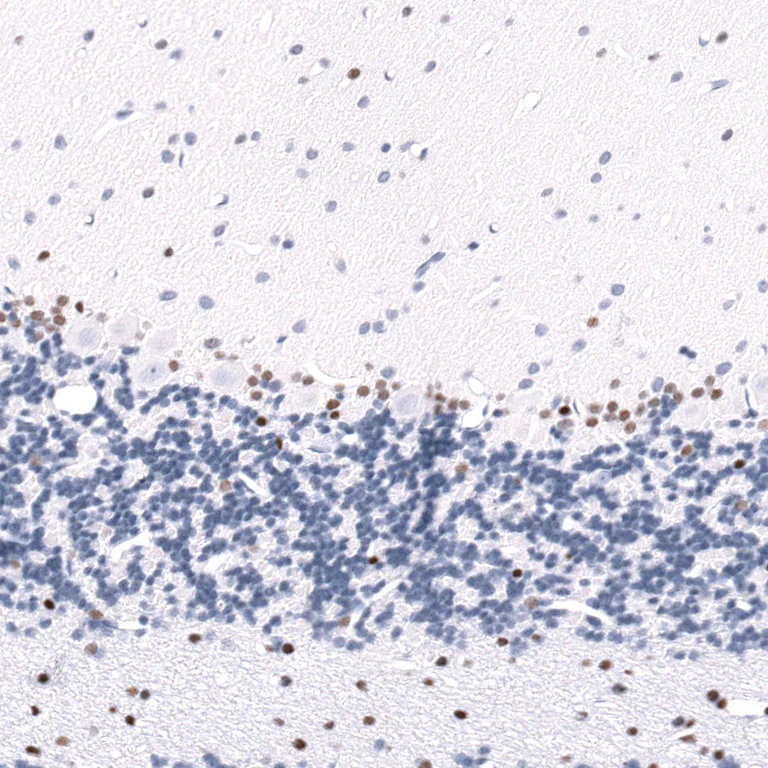 Immunohistochemistry (Formalin/PFA-fixed paraffin-embedded sections) - Anti-POU3F3 Antibody [CL15302] (AB327159)