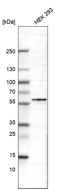 Western blot - Anti-POU3F3 Antibody [CL15302] (AB327159)