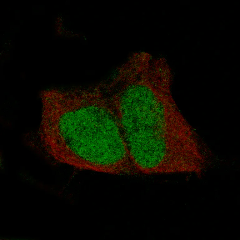 Immunocytochemistry/ Immunofluorescence - Anti-POU3F3 Antibody [CL15308] (AB327160)