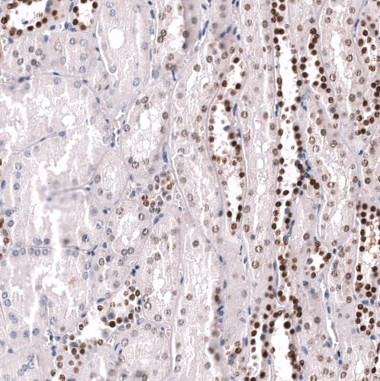 Immunohistochemistry (Formalin/PFA-fixed paraffin-embedded sections) - Anti-POU3F3 Antibody [CL15308] (AB327160)
