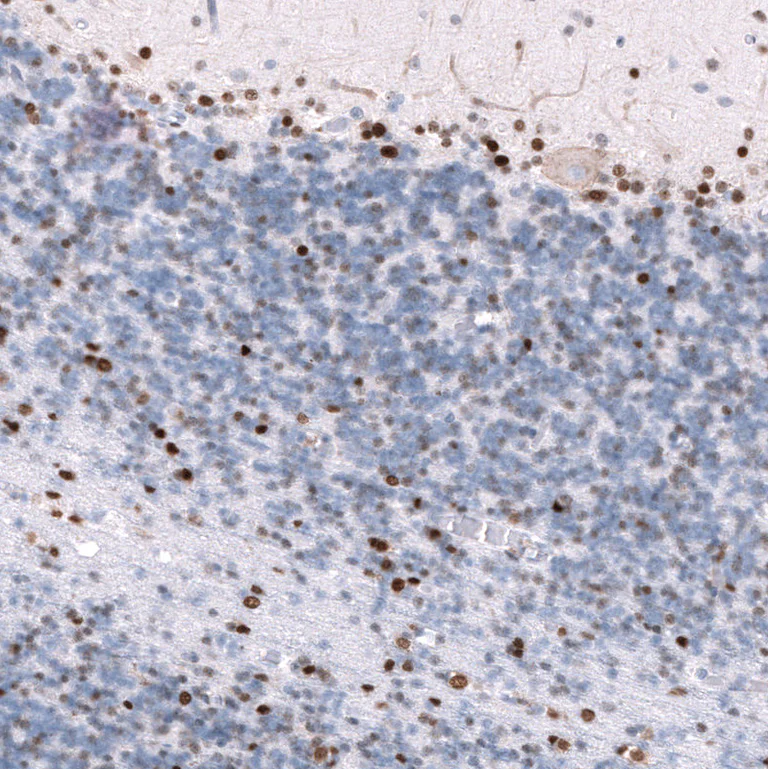 Immunohistochemistry (Formalin/PFA-fixed paraffin-embedded sections) - Anti-POU3F3 Antibody [CL15308] (AB327160)