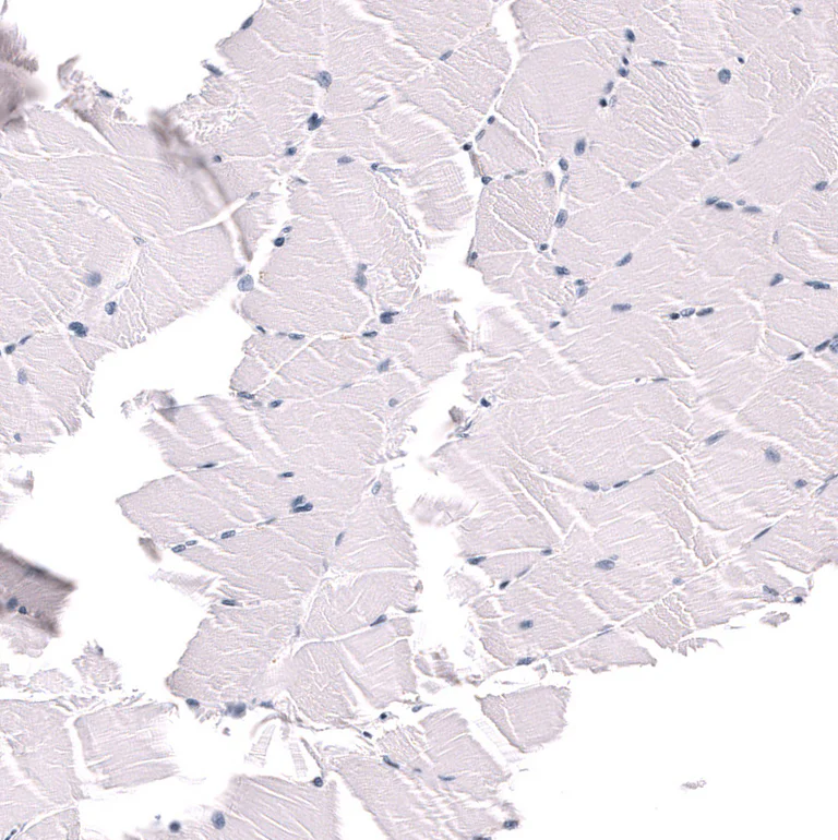 Immunohistochemistry (Formalin/PFA-fixed paraffin-embedded sections) - Anti-POU3F3 Antibody [CL15308] (AB327160)