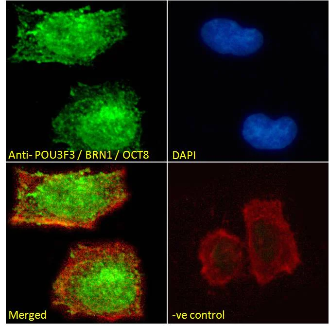 Immunocytochemistry - Anti-POU3F3/Brain1 antibody (AB106764)
