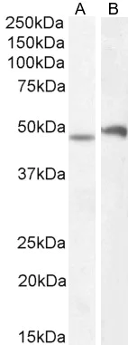 Western blot - Anti-POU3F3/Brain1 antibody (AB106764)