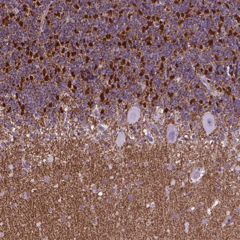 Immunohistochemistry (Formalin/PFA-fixed paraffin-embedded sections) - Anti-POU3F3/Brain1 antibody (AB247159)