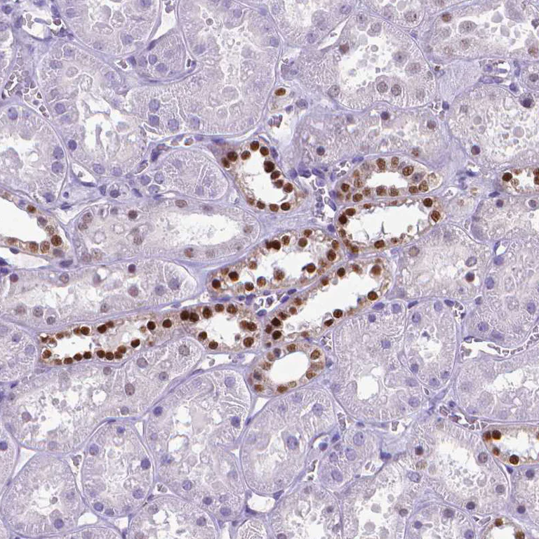 Immunohistochemistry (Formalin/PFA-fixed paraffin-embedded sections) - Anti-POU3F3/Brain1 antibody (AB247159)
