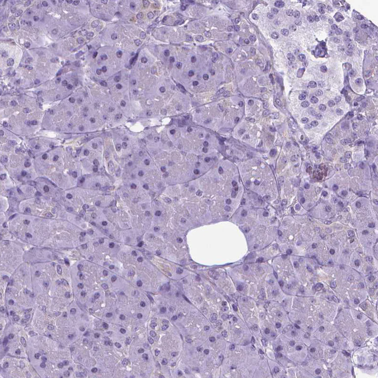 Immunohistochemistry (Formalin/PFA-fixed paraffin-embedded sections) - Anti-POU3F3/Brain1 antibody (AB247159)