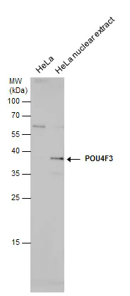 Western blot - Anti-POU4F3 antibody (AB272908)