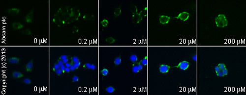 PP 1, Src family tyrosine kinase inhibitor