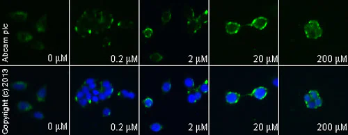 Functional Studies - PP 1, Src family tyrosine kinase inhibitor (AB120859)