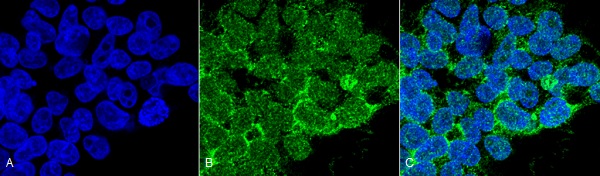 Immunocytochemistry/ Immunofluorescence - Anti-PP-T antibody [12F7] (AB223367)