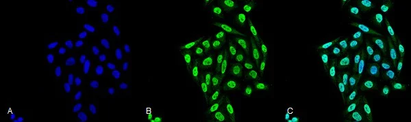 Immunocytochemistry/ Immunofluorescence - Anti-PP-T antibody [12F7] (AB223367)