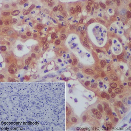 Immunohistochemistry (Formalin/PFA-fixed paraffin-embedded sections) - Anti-PP-X antibody [EPR19502] (AB195371), expandable thumbnail