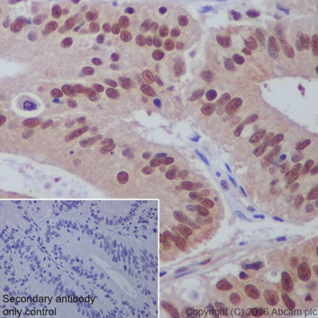 Immunohistochemistry (Formalin/PFA-fixed paraffin-embedded sections) - Anti-PP-X antibody [EPR19502] (AB195371), expandable thumbnail