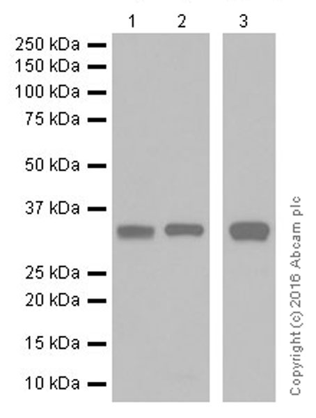 Western blot - Anti-PP-X antibody [EPR19502] (AB195371), expandable thumbnail
