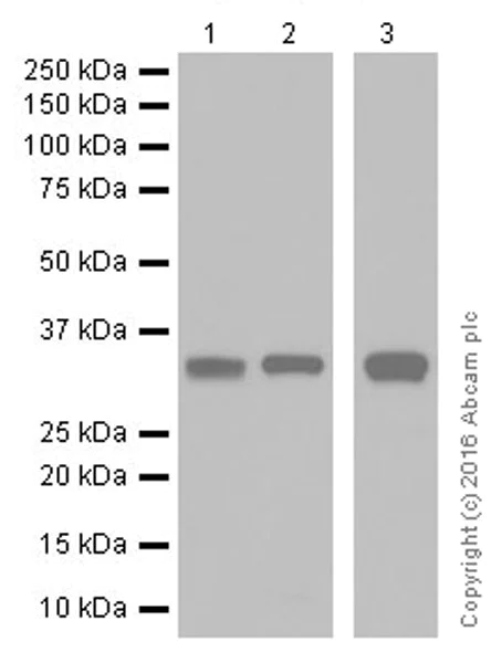 Western blot - Anti-PP-X antibody [EPR19502] (AB195371)