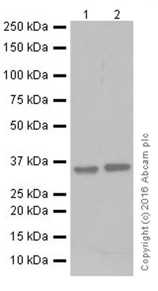 Western blot - Anti-PP-X antibody [EPR19502] (AB195371), expandable thumbnail