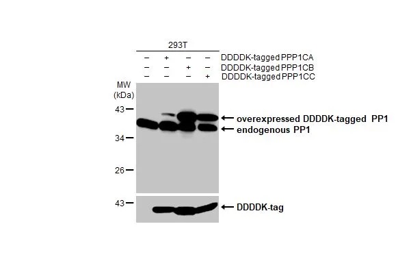 Western blot - Anti-PP1 antibody [HL1677] - BSA and Azide free (AB308389), expandable thumbnail