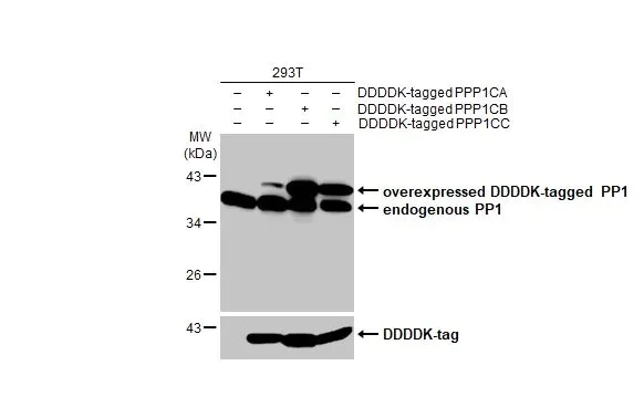 Western blot - Anti-PP1 antibody [HL1677] - BSA and Azide free (AB308389)