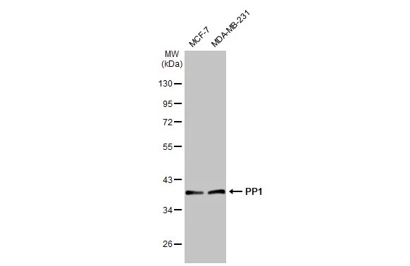 Western blot - Anti-PP1 antibody [HL1677] - BSA and Azide free (AB308389), expandable thumbnail
