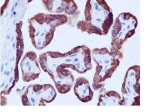 Immunohistochemistry (Formalin/PFA-fixed paraffin-embedded sections) - Anti-PP11 antibody [EPR15137] - BSA and Azide free (AB250808)