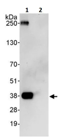 Immunoprecipitation - Anti-PP1C gamma antibody (AB245664)