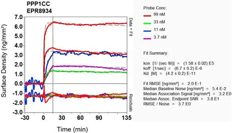 OI-RD Scanning - Anti-PP1C gamma antibody [EPR8934] (AB134947)