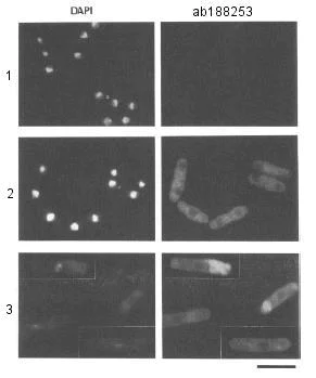 Immunocytochemistry/ Immunofluorescence - Anti-PP2A-2 catalytic subunit antibody - C-terminal (AB188253)
