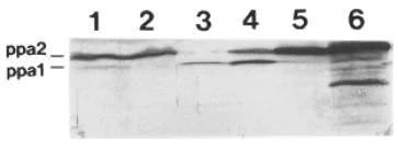Western blot - Anti-PP2A-2 catalytic subunit antibody - C-terminal (AB188253)