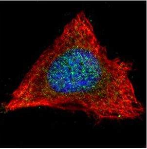 Immunocytochemistry/ Immunofluorescence - Anti-PP2A-alpha antibody (AB137825), expandable thumbnail