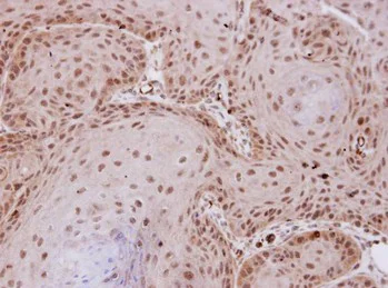 Immunohistochemistry (Formalin/PFA-fixed paraffin-embedded sections) - Anti-PP2A-alpha antibody (AB137825)