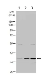 Western blot - Anti-PP2A-alpha antibody (AB137825)