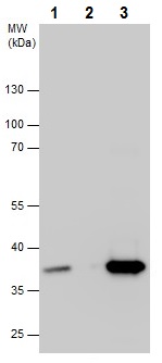Immunoprecipitation - Anti-PP2A-alpha antibody - C-terminal (AB226790), expandable thumbnail