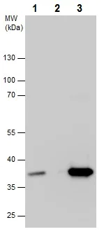 Immunoprecipitation - Anti-PP2A-alpha antibody - C-terminal (AB226790)