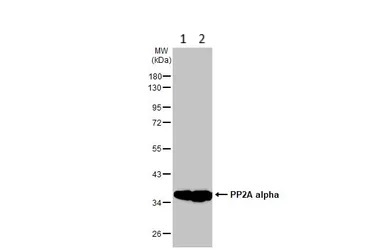 Western blot - Anti-PP2A-alpha antibody [HL1447] - BSA and Azide free (AB313851), expandable thumbnail