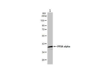 Western blot - Anti-PP2A-alpha antibody [HL1447] - BSA and Azide free (AB313851), expandable thumbnail
