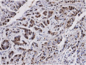 Immunohistochemistry (Formalin/PFA-fixed paraffin-embedded sections) - Anti-PP2A alpha + beta antibody (AB137849)