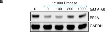 Western blot - Anti-PP2A alpha + beta antibody [EPR11787(B)] (AB168350)