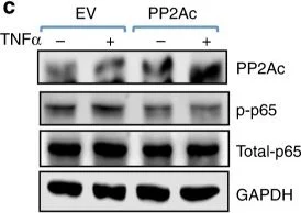 Western blot - Anti-PP2A alpha + beta antibody [EPR11787(B)] (AB168350)