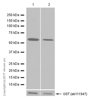 Western blot - Anti-PP2A alpha + beta antibody [EPR11787(B)] - BSA and Azide free (AB249449)