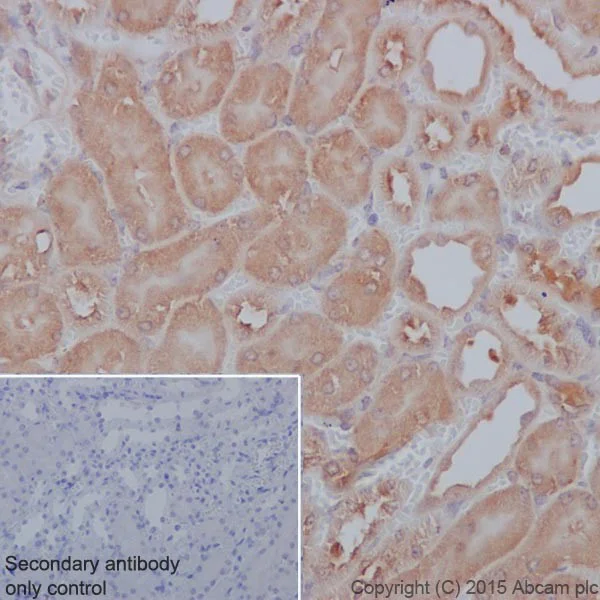 Immunohistochemistry (Formalin/PFA-fixed paraffin-embedded sections) - Anti-PP2A alpha + beta antibody [YE351] (AB32065)