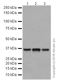 Western blot - Anti-PP2A alpha + beta antibody [YE351] (AB32065)