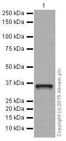 Western blot - Anti-PP2A alpha + beta antibody [YE351] (AB32065)