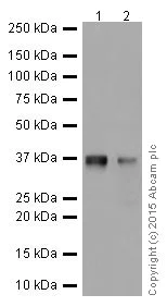 Western blot - Anti-PP2A alpha + beta antibody [YE351] (AB32065)