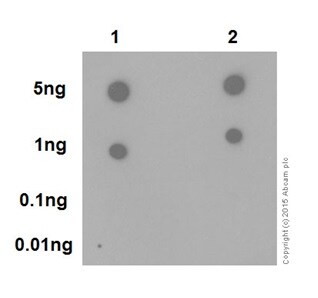 Dot Blot - Anti-PP2A alpha + beta antibody [YE351] - BSA and Azide free (AB232450), expandable thumbnail