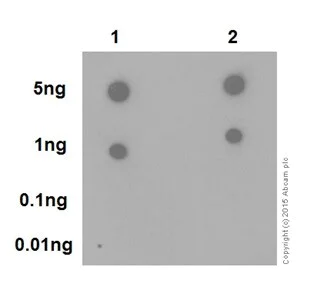 Dot Blot - Anti-PP2A alpha + beta antibody [YE351] - BSA and Azide free (AB232450)